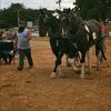 farmallpulling1